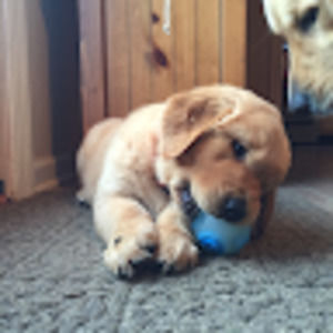 Meet your Posher, Noah